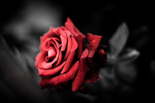 rose
von aling_ bei Flickr